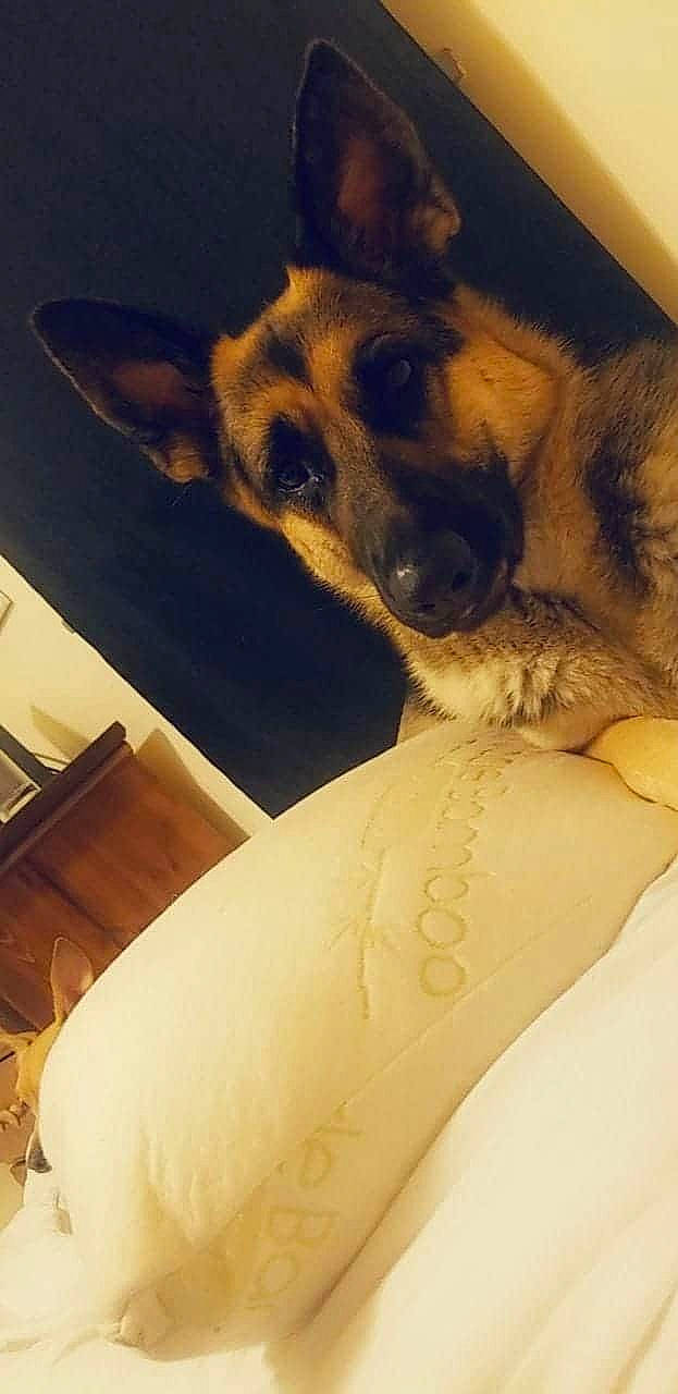 Jade joined the competition — help win amazing prizes! canidae, carnivore, companion_dog, dog, dog_breed, ear, eye, fawn, fur, german_shepherd_dog, love, neck, nose, paw, puppy, selfie, skin, sky, snout