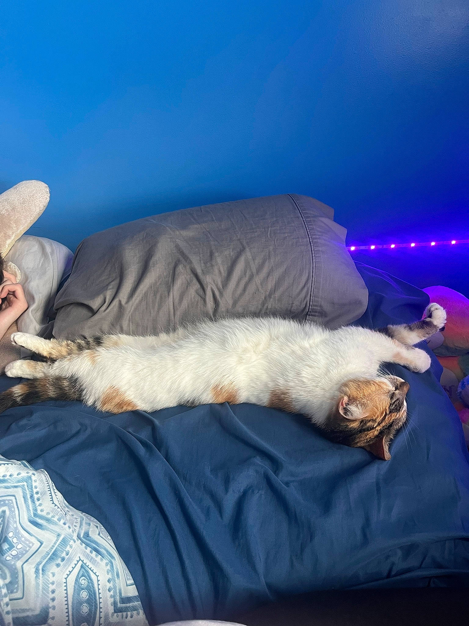 Faith is registered to the contest to win money with this photo: bed, bedding, blue, canidae, carnivore, cat, comfort, companion_dog, couch, dog_breed, fawn, felidae, linens, mammal, small_to_medium_sized_cats, sporting_group, sun_hat, tail, vertebrate, whiskers