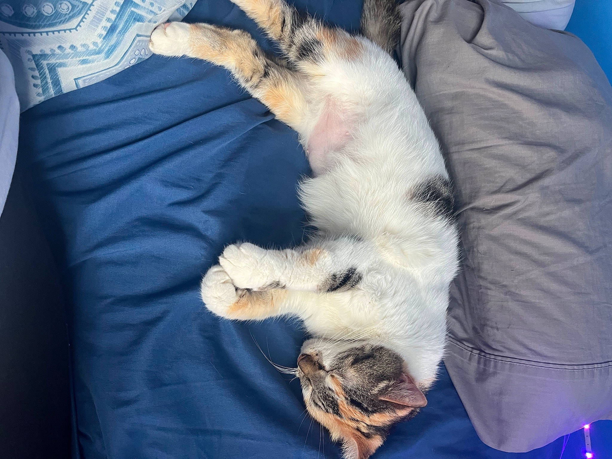Faith is registered to the contest to win money with this photo: bed, canidae, carnivore, claw, comfort, companion_dog, dog_breed, elbow, electric_blue, felidae, fur, human_leg, linens, nap, paw, sleeve, small_to_medium_sized_cats, sporting_group, tail, whiskers