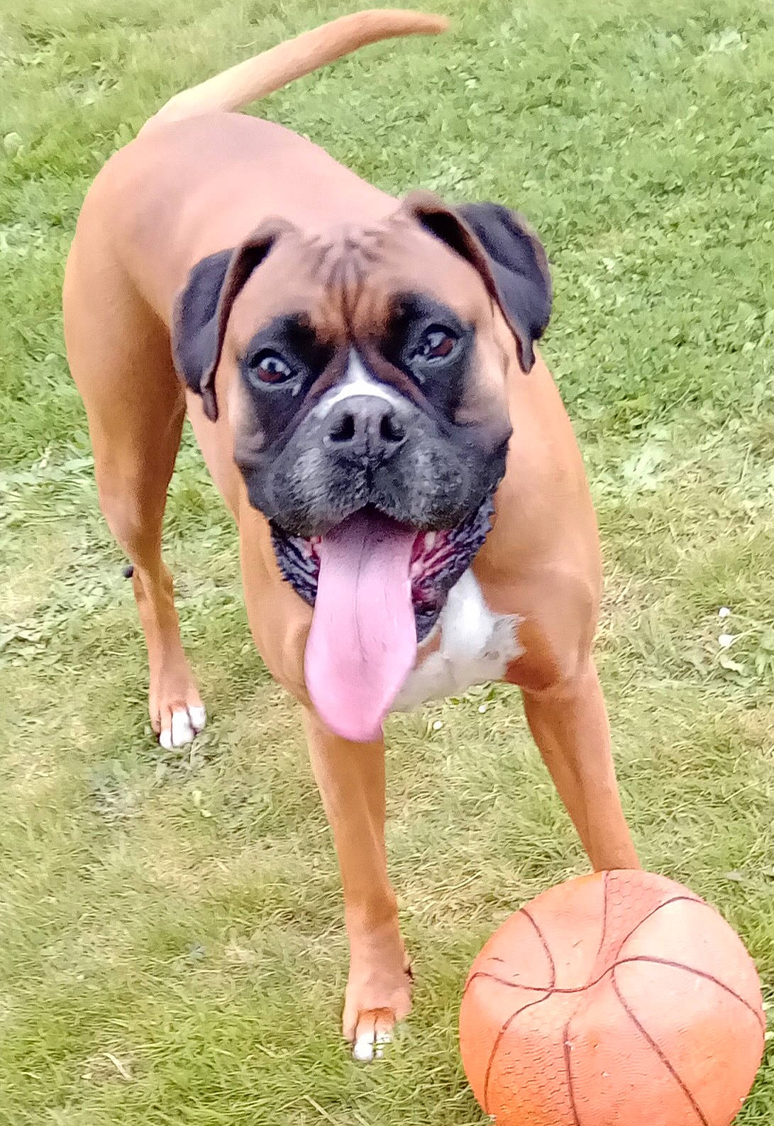 Jamming participe au concours pour gagner de l'argent avec cette photo : ball, basketball, boxer, canidae, carnivore, companion_dog, dog, dog_breed, fawn, football, grass, molosser, plant, player, snout, sporting_group, sports_equipment, sports_toy, working_animal, wrinkle
