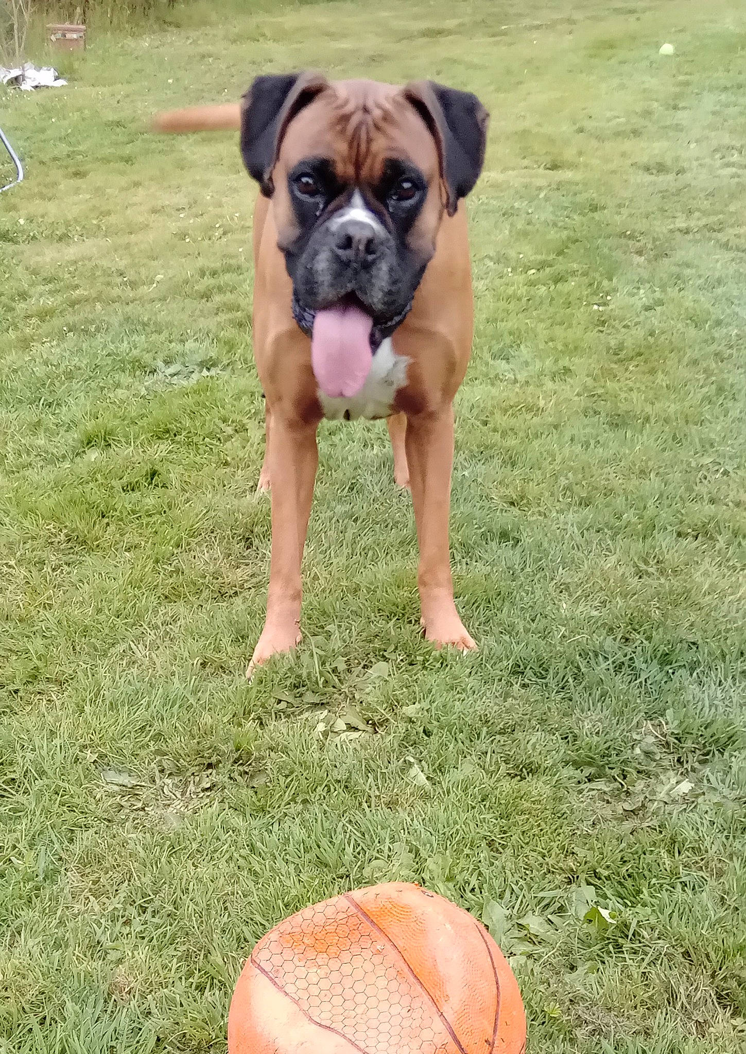 Jamming participe au concours pour gagner de l'argent avec cette photo : ancient_dog_breeds, art, ball, boxer, canidae, carnivore, companion_dog, dog, dog_breed, fawn, grass, molosser, non_sporting_group, plant, sporting_group, thumb, working_animal, working_dog, wrinkle, wrist