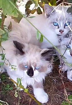 Cookies participe au concours pour gagner de l'argent avec cette photo : carnivore, cat, dog_breed, domestic_short_haired_cat, fawn, felidae, fur, grass, groundcover, photo_caption, plant, ragdoll, small_to_medium_sized_cats, snout, tail, terrestrial_animal, thai, tree, whiskers, wildlife