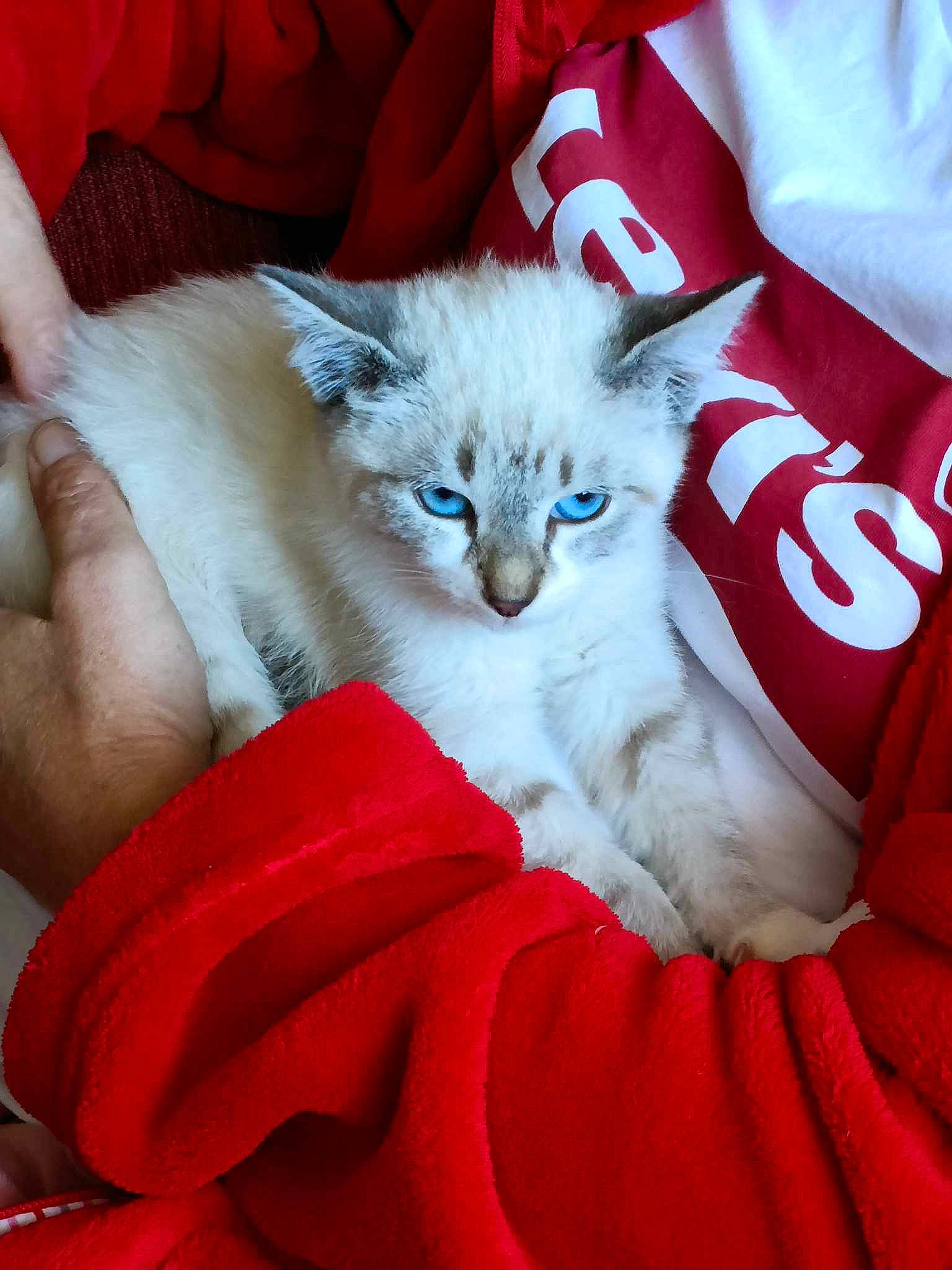 Cookies a rejoint le concours — aidez-le/la à gagner de superbes lots ! carnivore, cat, cat_supply, comfort, domestic_short_haired_cat, electric_blue, event, felidae, fur, linens, paw, pet_supply, red, sleeve, small_to_medium_sized_cats, tail, textile, whiskers