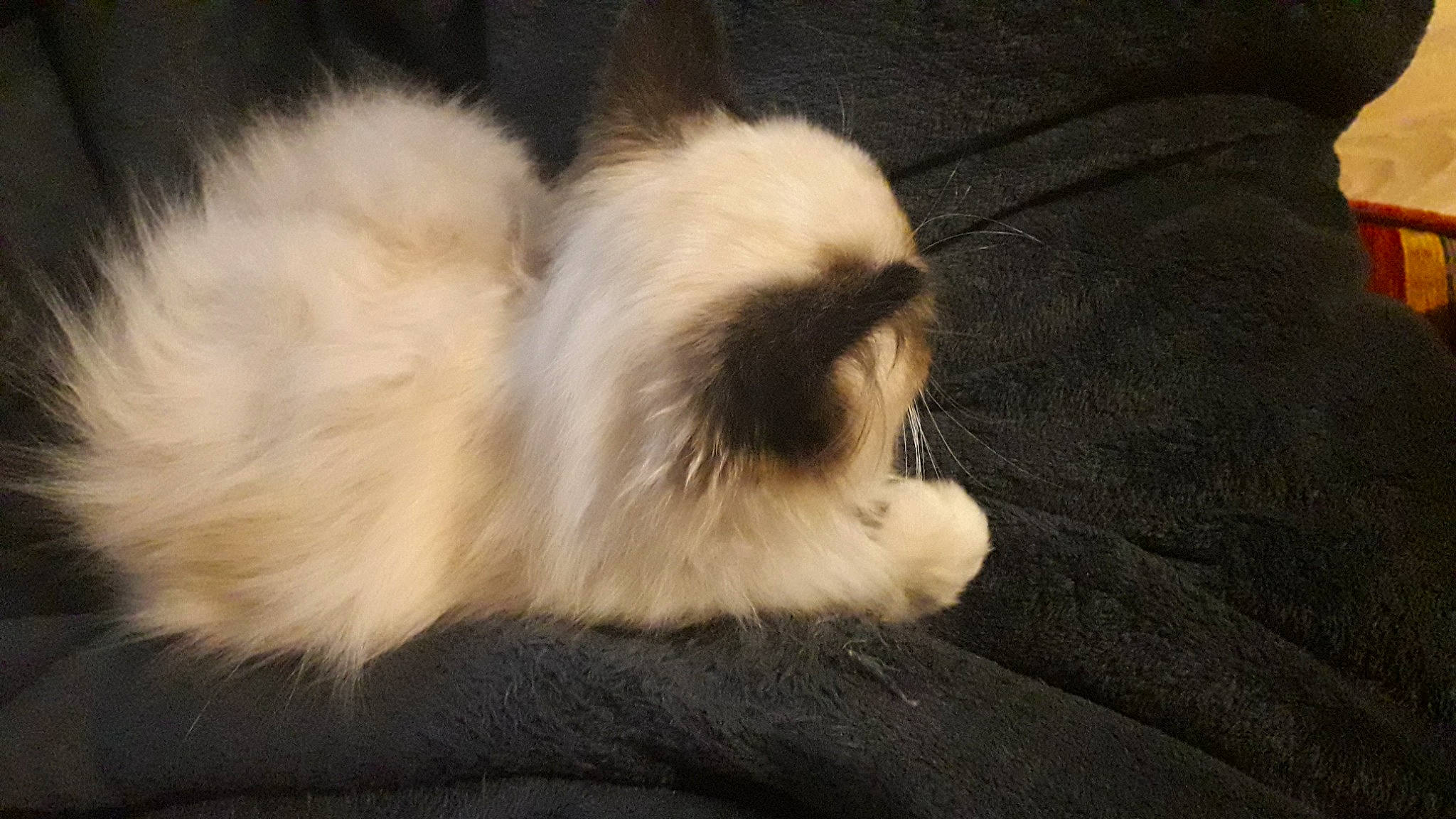 Victor participe au concours pour gagner de l'argent avec cette photo : birman, carnivore, cat, claw, comfort, companion_dog, dog_breed, fawn, felidae, fur, hardwood, non_sporting_group, paw, small_to_medium_sized_cats, snout, sporting_group, tail, terrestrial_animal, toy_dog, whiskers