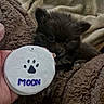 animal, black_cat, blanket, brown_fur, cat, close_up, cozy, cuddly, cute, fluffy, hand, homemade, indoor, kitten, moon, paw_print, pet, portrait, round_badge, text