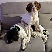 Akko a rejoint le concours — aidez-le/la à gagner de superbes lots ! dog, couch, indoor, pet, animal, two_dogs, brown_and_white, black_and_white, sitting, laying_down, collar, fur, paw, relaxed, companionship, domination, living_room, cute, friendly, household