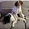 dog, couch, indoor, pet, animal, two_dogs, brown_and_white, black_and_white, sitting, laying_down, collar, fur, paw, relaxed, companionship, domination, living_room, cute, friendly, household