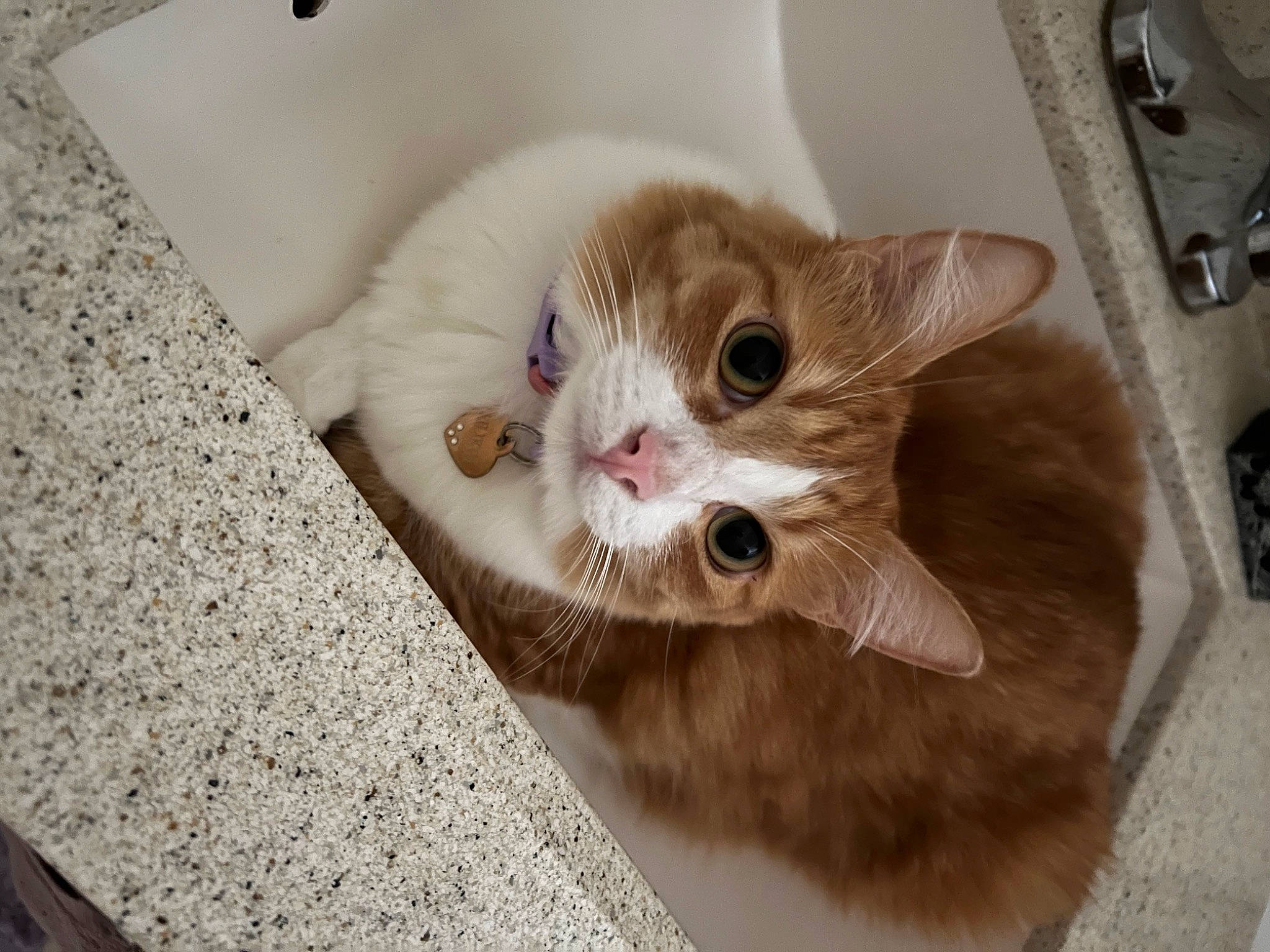 Lilikoi joined the competition — help win amazing prizes! carnivore, cat, claw, domestic_short_haired_cat, fawn, felidae, fur, paw, pet_supply, small_to_medium_sized_cats, tail, wall_plate, whiskers