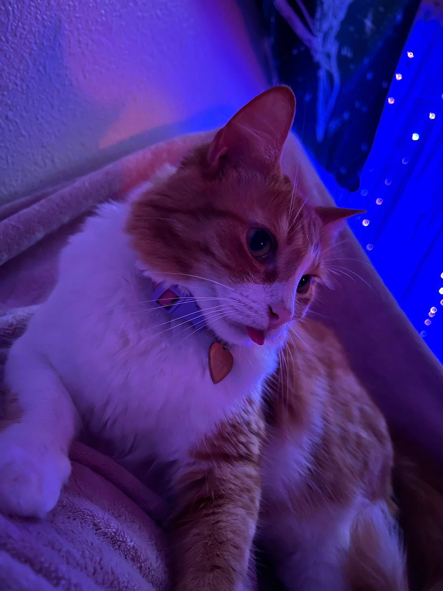 Lilikoi is registered to the contest to win money with this photo: carnivore, cat, claw, darkness, domestic_short_haired_cat, electric_blue, event, eye, fawn, felidae, fur, magenta, night, paw, purple, small_to_medium_sized_cats, snout, tail, vertebrate, whiskers