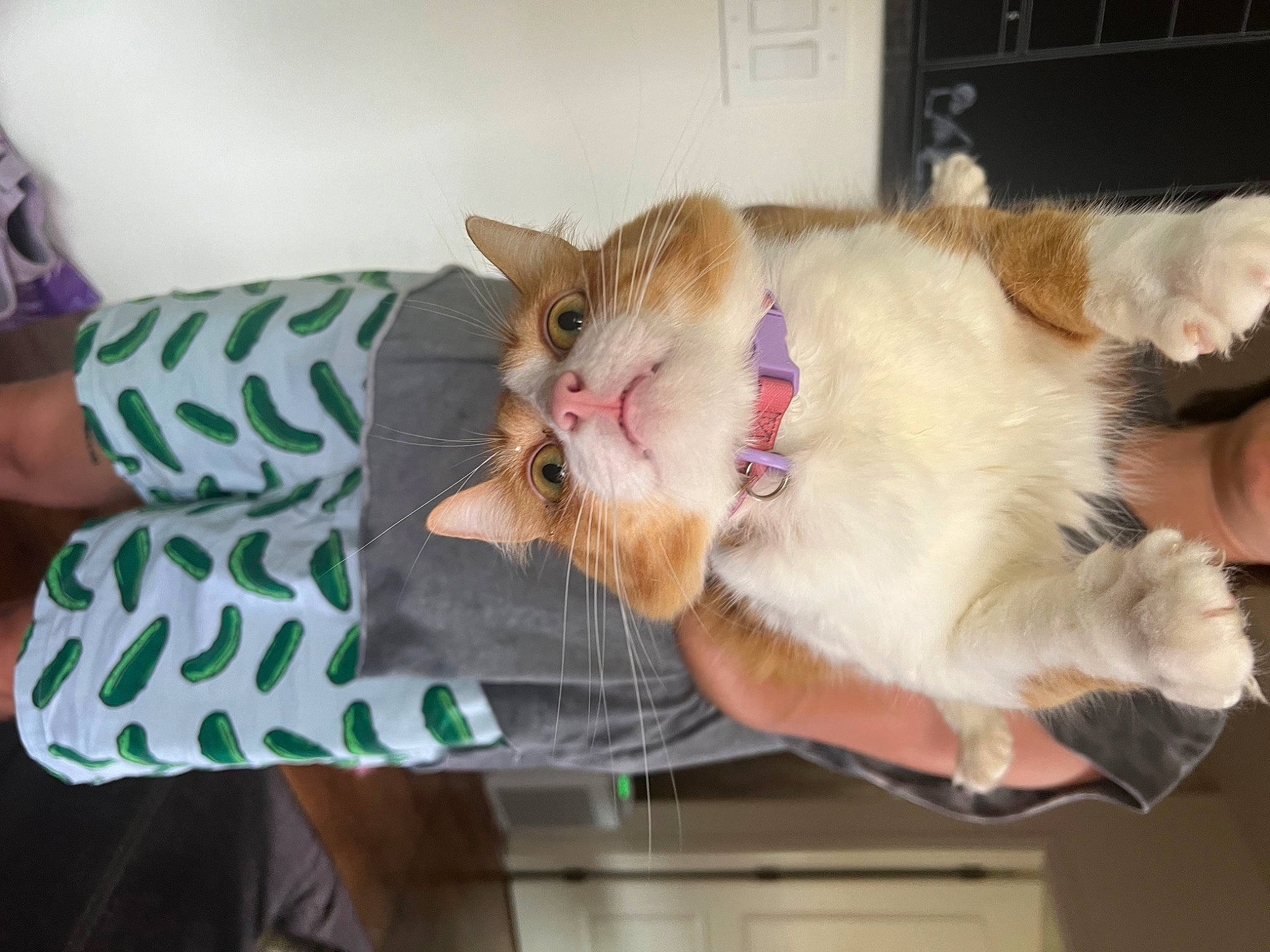 Lilikoi is registered to the contest to win money with this photo: canidae, carnivore, cat, claw, comfort, companion_dog, dog_breed, domestic_short_haired_cat, fawn, felidae, fur, paw, small_to_medium_sized_cats, sporting_group, tail, whiskers, wood