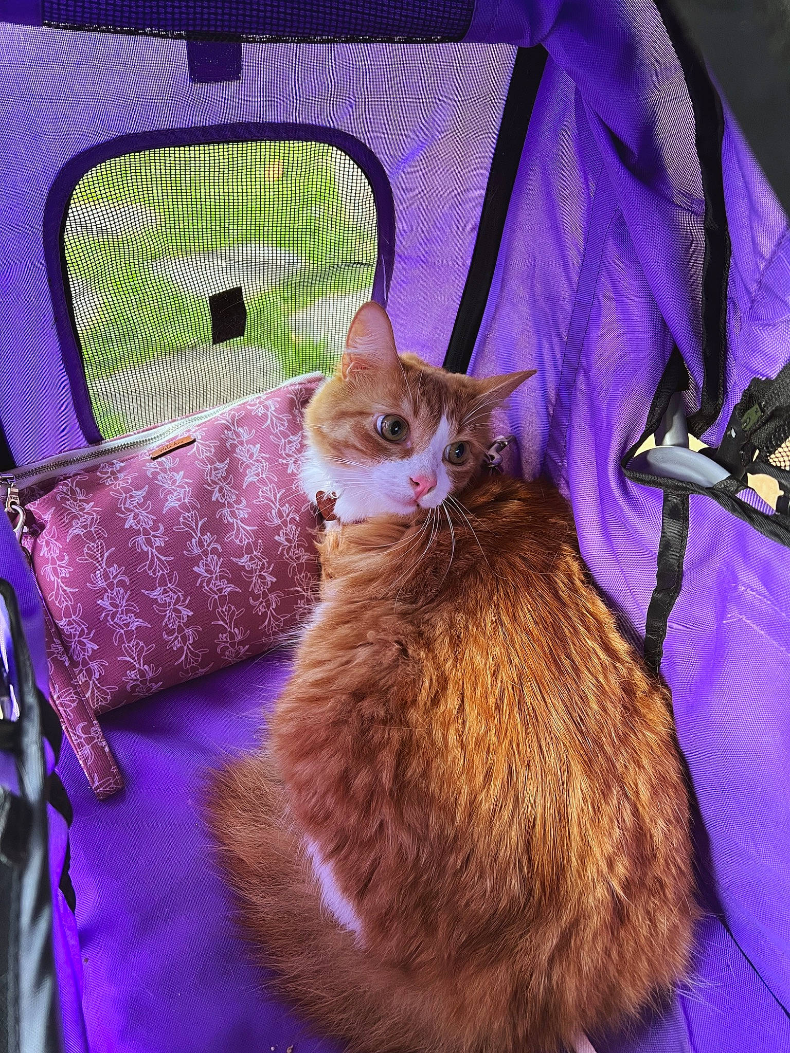 Lilikoi is registered to the contest to win money with this photo: carnivore, cat, cat_supply, chair, comfort, couch, domestic_short_haired_cat, fawn, felidae, fur, magenta, mammal, pet_supply, purple, small_to_medium_sized_cats, tail, textile, vertebrate, whiskers, window