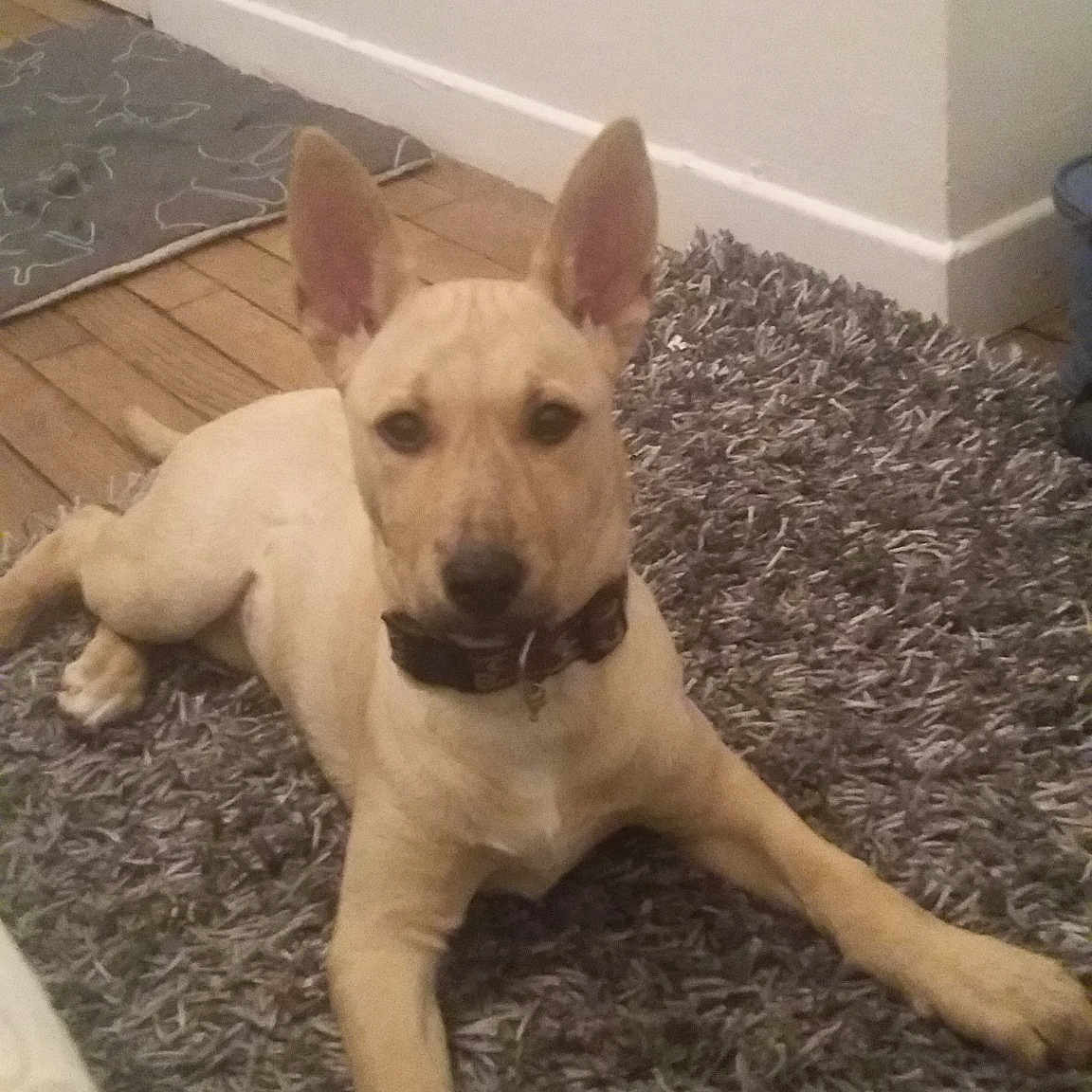 Talïa participe au concours pour gagner de l'argent avec cette photo : canaan_dog, carnivoran, carolina_dog, dog, dog_breed, dog_breed_group, dog_like_mammal, fawn, pariah_dog, snout, sporting_group