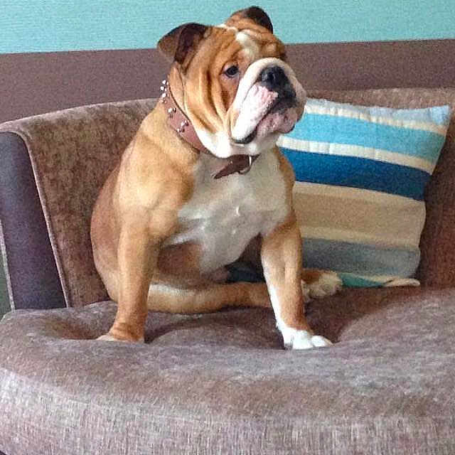 Frankie joined the competition — help win amazing prizes!