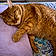 Muffin Kitty