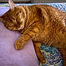 cat, orange_tabby, sleeping, paw, pillow, blanket, patterned_blanket, fur, indoor, cozy, resting, cute, pet, animal, whiskers, closeup, relaxation, soft_texture, domestic_cat, bedroom
