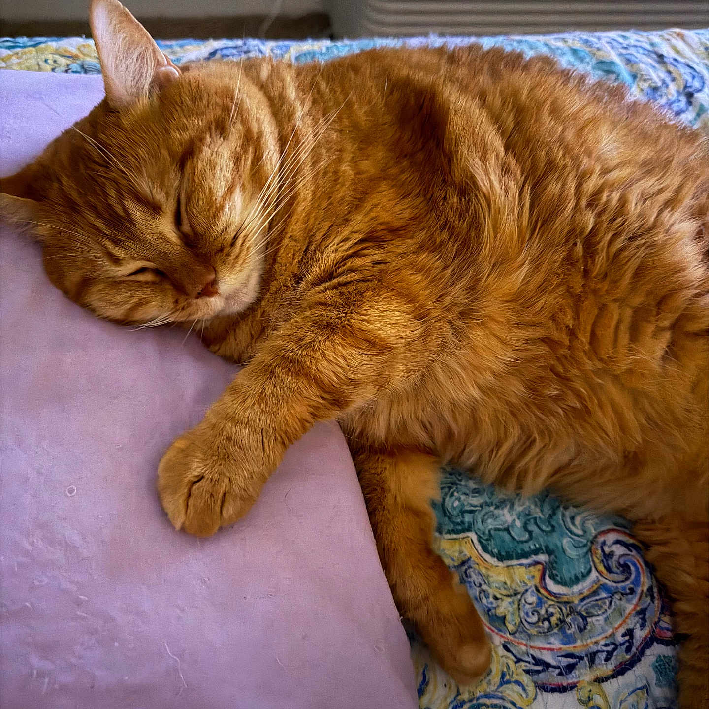 Muffin Kitty is registered to the contest to win money with this photo: cat, orange_tabby, sleeping, paw, pillow, blanket, patterned_blanket, fur, indoor, cozy, resting, cute, pet, animal, whiskers, closeup, relaxation, soft_texture, domestic_cat, bedroom