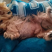 Coco joined the competition — help win amazing prizes! animal, blanket, canine, comfort, cozy, cute, dog, domestic_animal, fluffy, fur, fur_texture, indoor, lying_down, nap_time, paw, pet, relaxed, resting, sleepy, small_dog