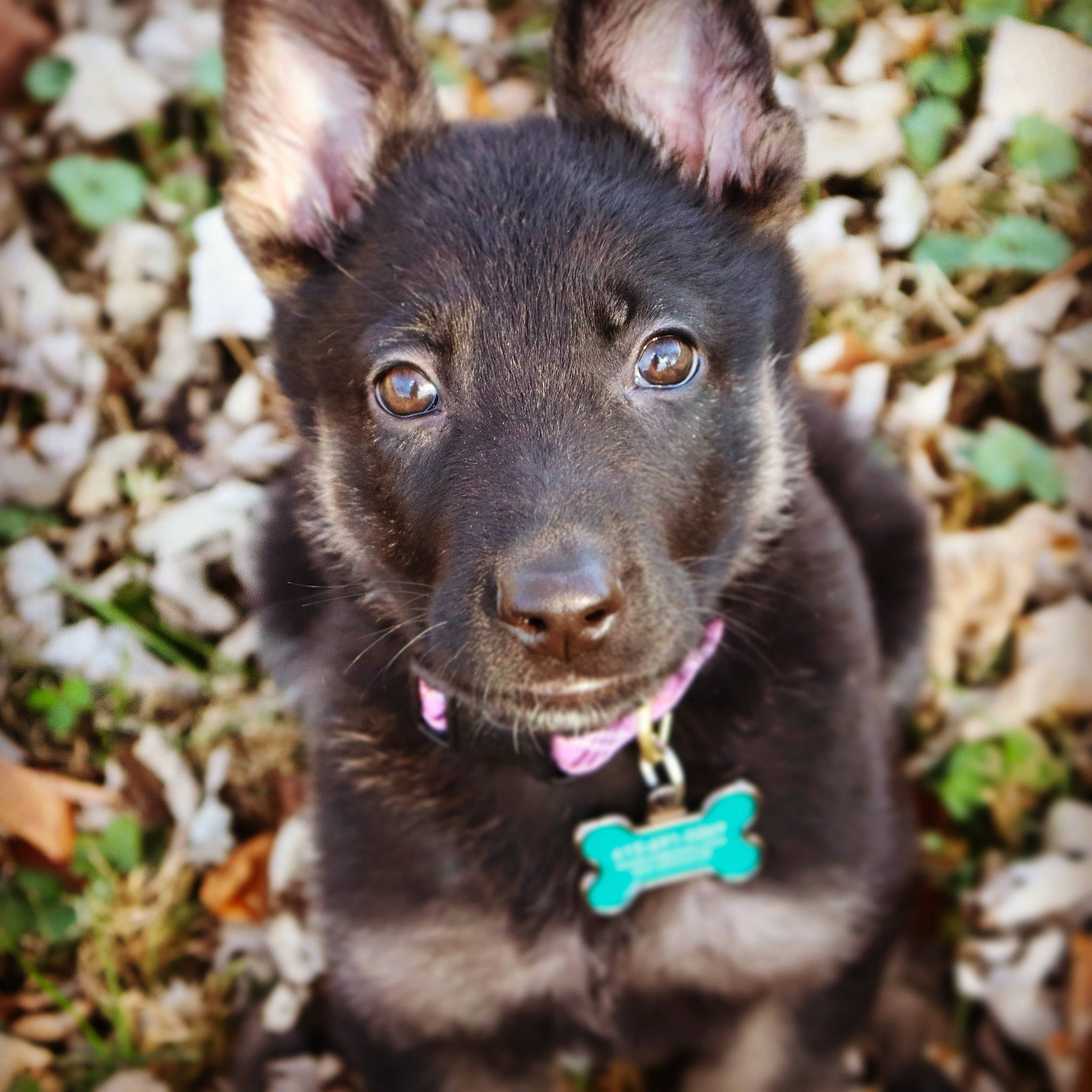 Luna is registered to the contest to win money with this photo: australian_kelpie, black_norwegian_elkhound, canidae, carnivore, dog, dog_breed, eye, formosan_mountain_dog, mammal, photography, plant, puppy, rare_breed_dog, schipperke, snout, sporting_group, vertebrate