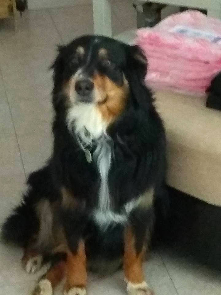 Ilico participe au concours pour gagner de l'argent avec cette photo : ancient_dog_breeds, australian_shepherd, bernese_mountain_dog, canidae, carnivore, companion_dog, dog, dog_breed, mammal, puppy, rare_breed_dog, small_greek_domestic_dog, snout, sporting_group, vertebrate, working_dog