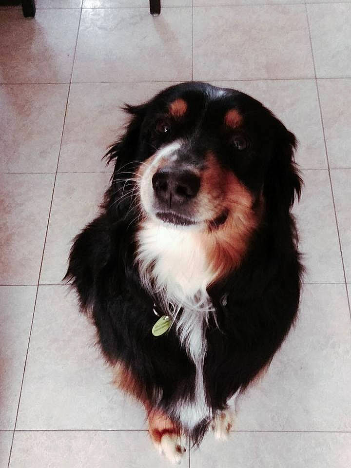 Ilico participe au concours pour gagner de l'argent avec cette photo : australian_collie, australian_shepherd, bernese_mountain_dog, border_collie, canidae, carnivore, companion_dog, dog, dog_breed, english_shepherd, herding_dog, mammal, miniature_australian_shepherd, puppy, rare_breed_dog, small_greek_domestic_dog, snout, sporting_group, welsh_sheepdog, working_dog