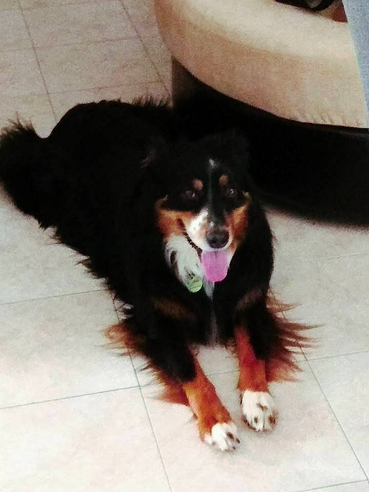 Ilico participe au concours pour gagner de l'argent avec cette photo : bernese_mountain_dog, canidae, carnivore, companion_dog, dog, dog_breed, english_shepherd, mammal, puppy, small_greek_domestic_dog, sporting_group, vertebrate, working_dog