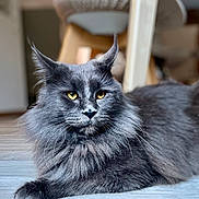 Zizou a rejoint le concours — aidez-le/la à gagner de superbes lots ! cat, fluffy, grey, yellow_eyes, indoor, floor, pet, animal, feline, whiskers, relaxed, lying_down, portrait, close_up, fur, domestic_cat, cute, mammal, household, tabby