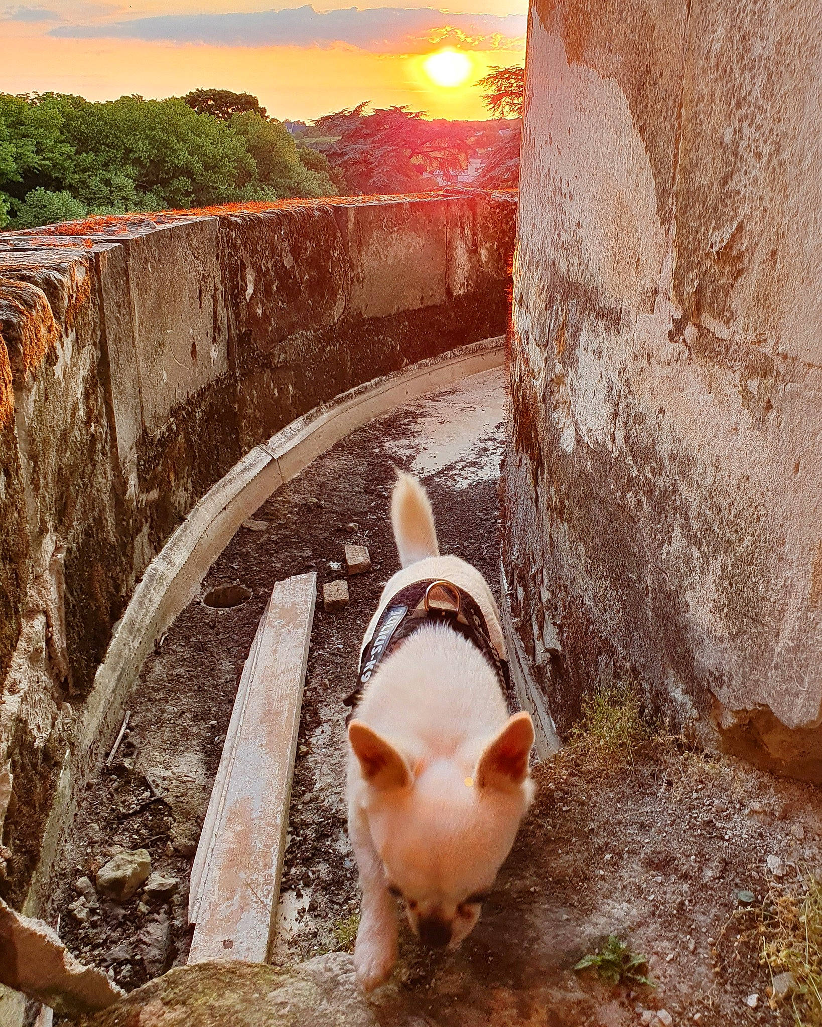 Loulou participe au concours pour gagner de l'argent avec cette photo : bovine, fawn, grass, horizon, human_leg, landscape, light, livestock, nature, plant, rock, sky, soil, suidae, sunrise, tail, terrestrial_animal, tree, wall, working_animal