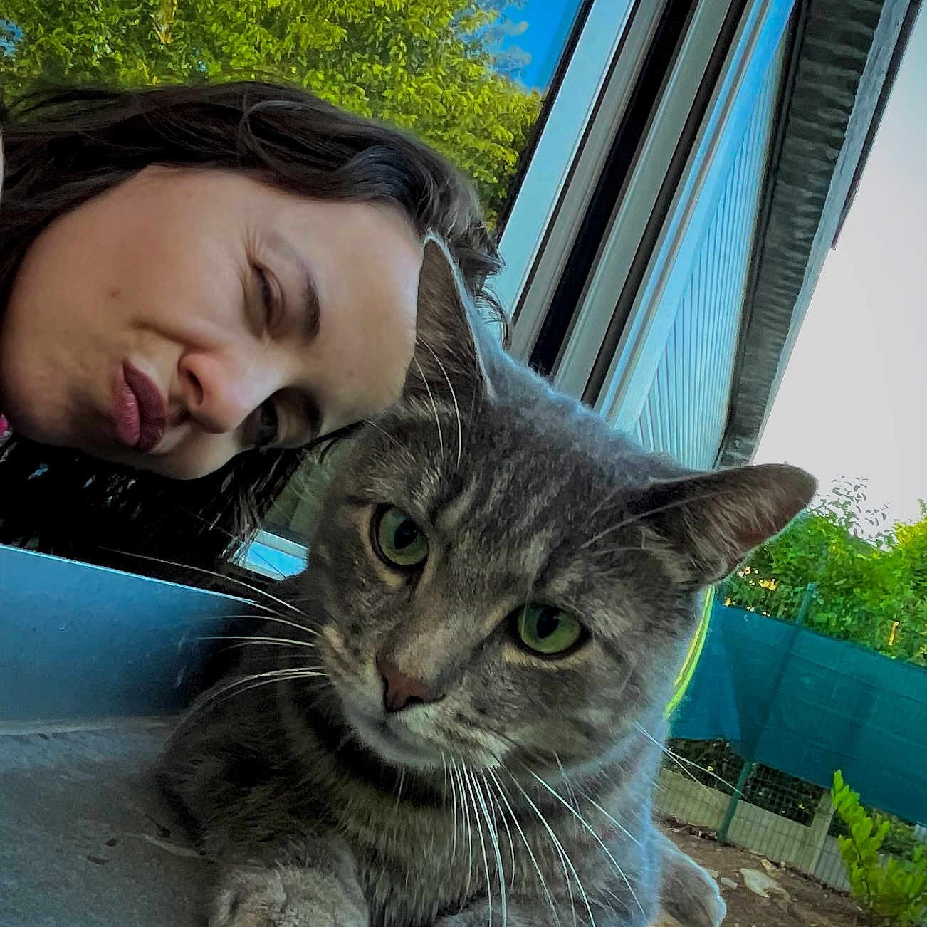 Kiki a rejoint le concours — aidez-le/la à gagner de superbes lots ! cat, gray_cat, tabby, pet, animal, whiskers, green_eyes, furry, sitting, paws, closeup, portrait, selfie, person, face, puckered_lips, window, outdoor, backyard, trees