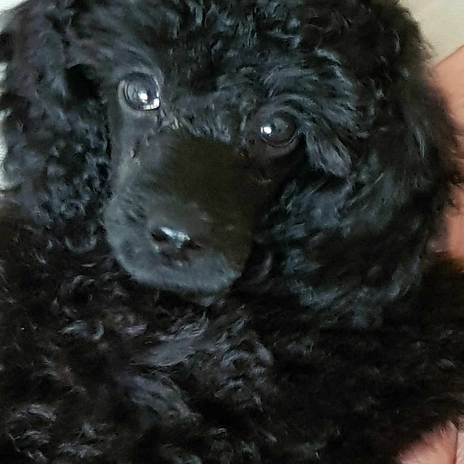 Perle participe au concours pour gagner de l'argent avec cette photo : animal, black_fur, close_up, companion, curly_fur, cute, dog, domestic_animal, eyes, fluffy, friendly, hands, holding, indoor, pet, portrait, puppy, soft_light, striped_shirt, young_dog