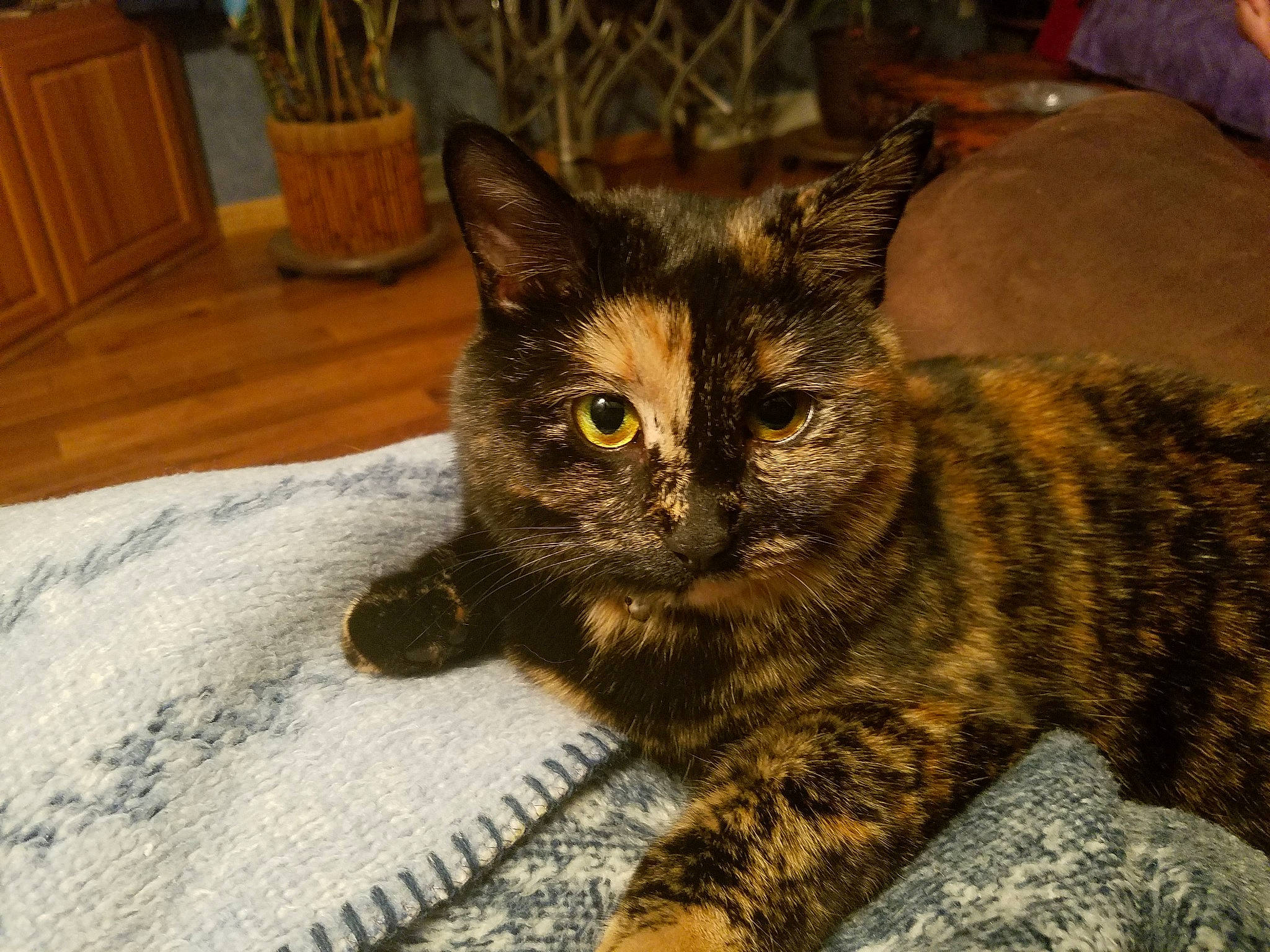 Elvira is registered to the contest to win money with this photo: american_shorthair, asian, california_spangled, carnivore, cat, claw, domestic_short_haired_cat, dragon_li, european_shorthair, eye, felidae, fur, german_rex, kitten, mammal, pixie_bob, small_to_medium_sized_cats, tabby_cat, vertebrate, whiskers