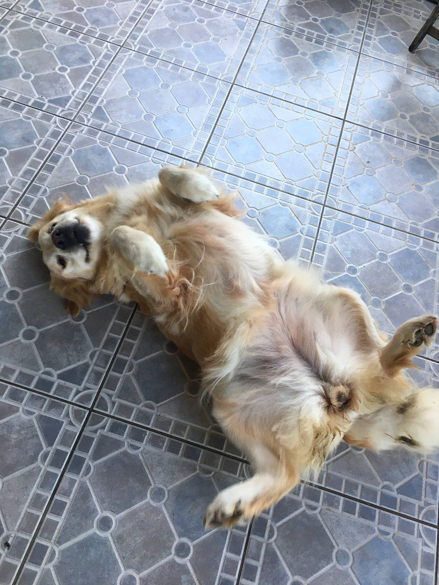 Iness a rejoint le concours — aidez-le/la à gagner de superbes lots ! american_cocker_spaniel, canidae, carnivore, cocker_spaniel, companion_dog, dog, dog_breed, fawn, golden_retriever, mammal, retriever, small_greek_domestic_dog, snout, sporting_group, street_dog, tibetan_spaniel