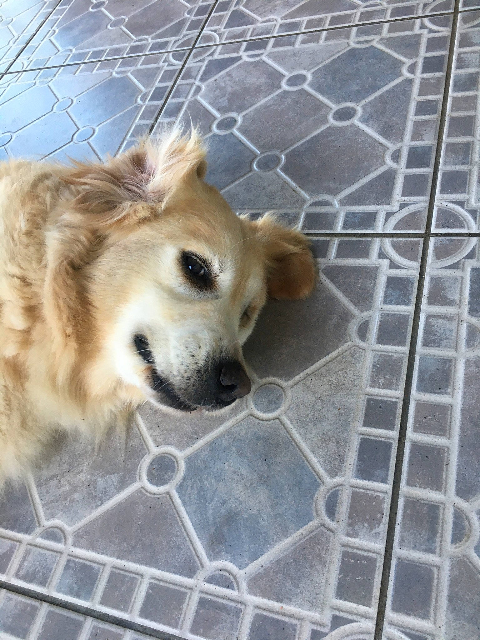 Iness participe au concours pour gagner de l'argent avec cette photo : animal_shelter, canidae, carnivore, companion_dog, dog, dog_breed, fawn, golden_retriever, pembroke_welsh_corgi, pomeranian, puppy, small_greek_domestic_dog, snout, sporting_group, street_dog, tile, whiskers