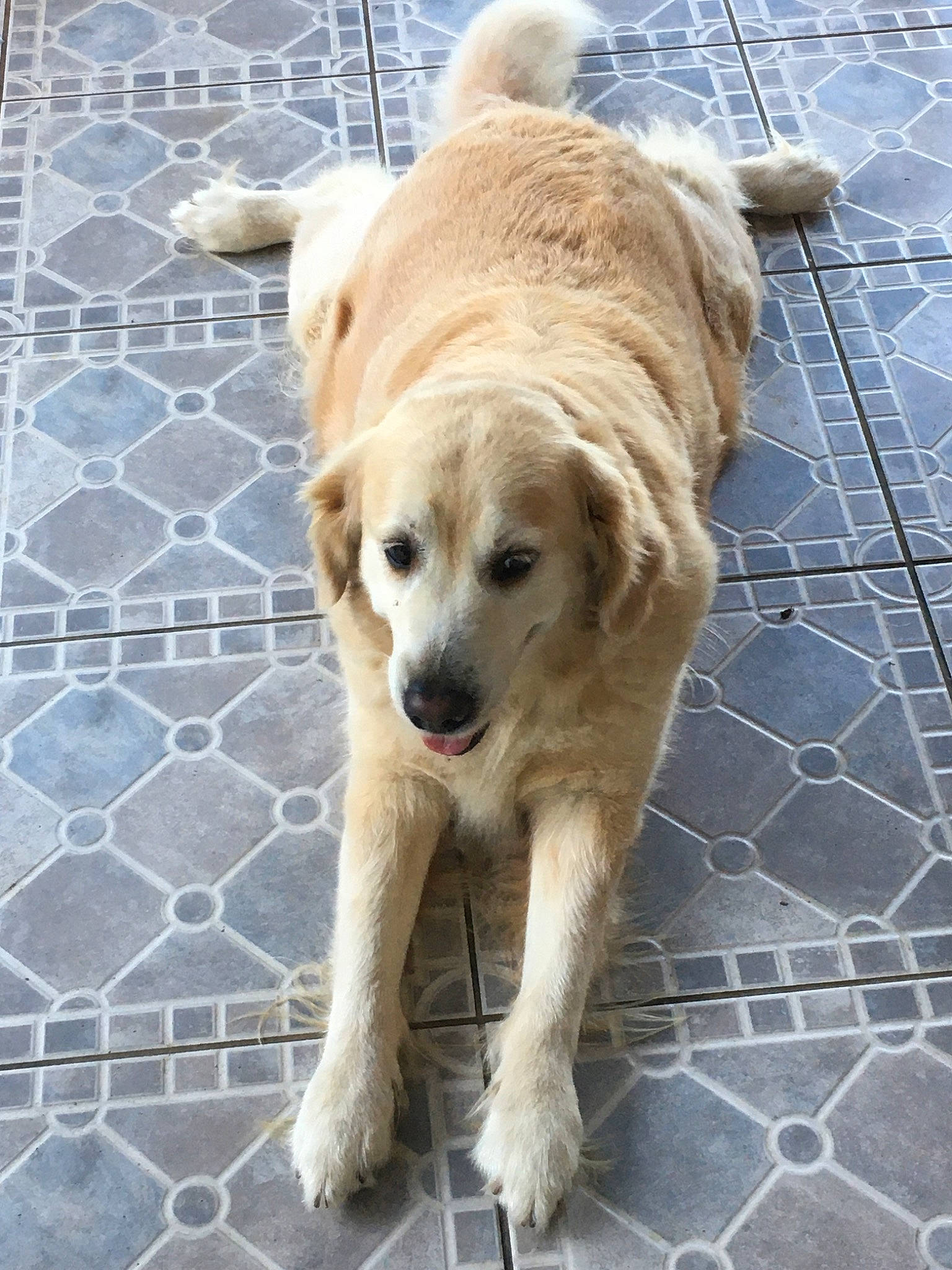 Iness a rejoint le concours — aidez-le/la à gagner de superbes lots ! ancient_dog_breeds, canidae, carnivore, companion_dog, dog, dog_breed, fawn, golden_retriever, labrador_retriever, mammal, retriever, small_greek_domestic_dog, snout, sporting_group, street_dog, vertebrate