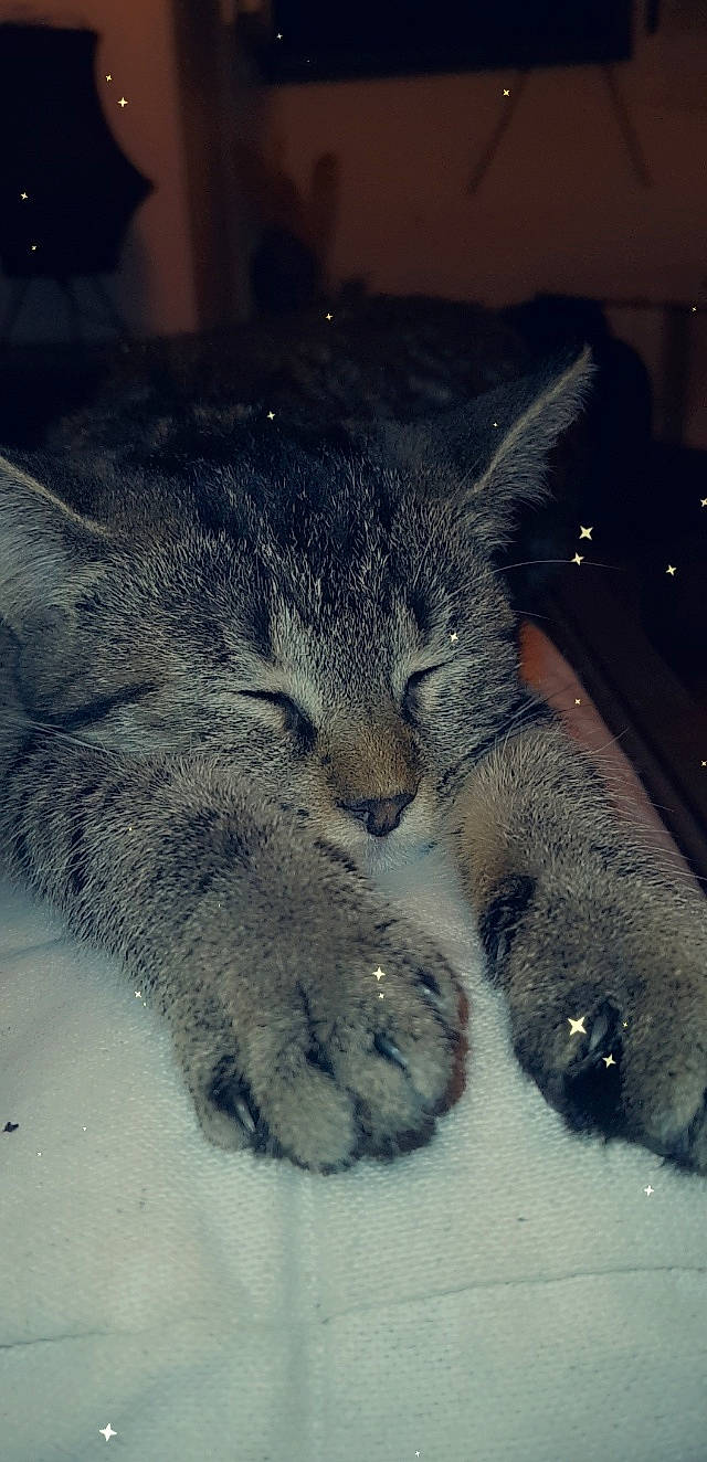 Queen a rejoint le concours — aidez-le/la à gagner de superbes lots ! carnivore, cat, claw, comfort, domestic_short_haired_cat, felidae, fur, grey, nap, paw, sleep, small_to_medium_sized_cats, snout, tail, whiskers