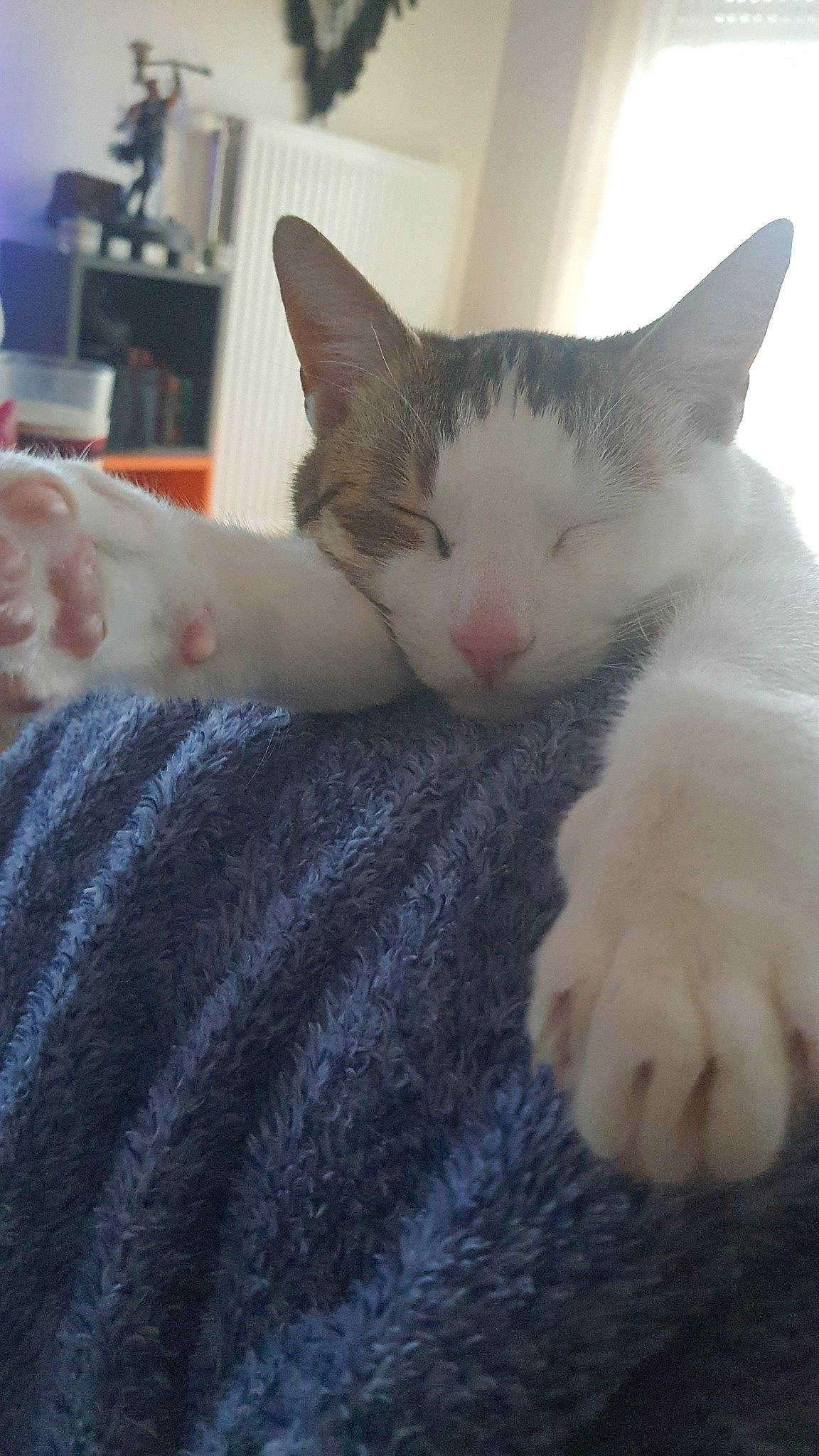 Drogo participe au concours pour gagner de l'argent avec cette photo : carnivore, cat, comfort, domestic_short_haired_cat, felidae, fur, nap, nose, paw, sky, small_to_medium_sized_cats, snout, tail, whiskers