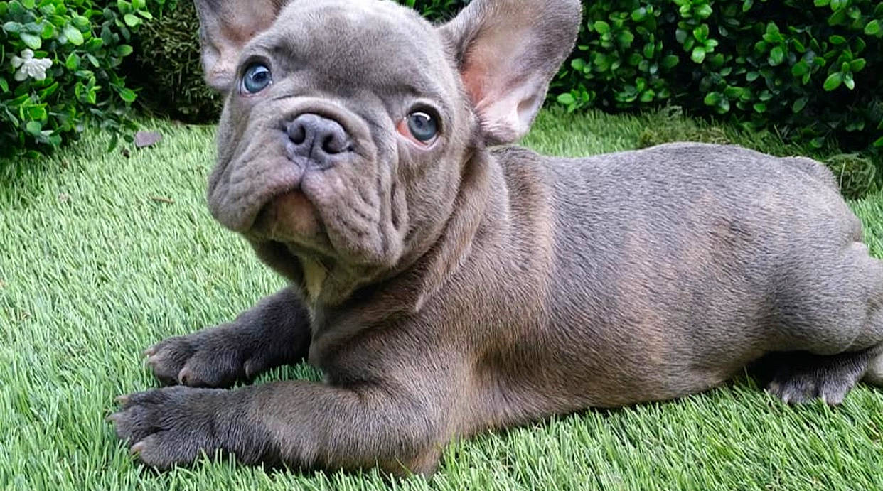 Valentino is registered to the contest to win money with this photo: ancient_dog_breeds, british_bulldogs, bulldog, canidae, carnivore, companion_dog, dog, dog_breed, fawn, french_bulldog, grass, mammal, molosser, non_sporting_group, puppy, rare_breed_dog, snout, sporting_group, toy_bulldog, vertebrate