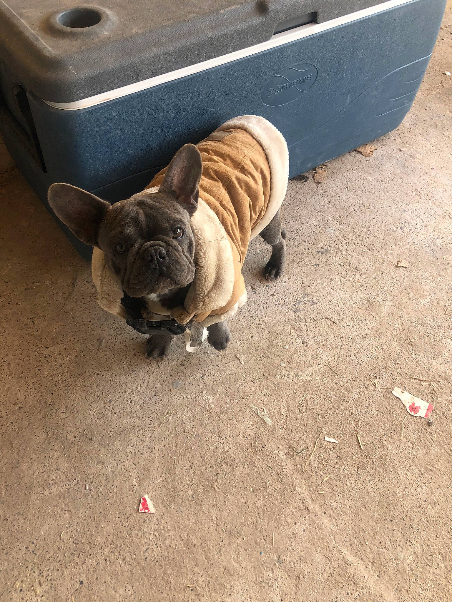 Valentino joined the competition — help win amazing prizes! automotive_tire, automotive_wheel_system, canidae, carnivore, companion_dog, dog, dog_breed, fawn, floor, non_sporting_group, old_english_bulldog, olde_english_bulldogge, pug, shar_pei, snout, vehicle, wheel