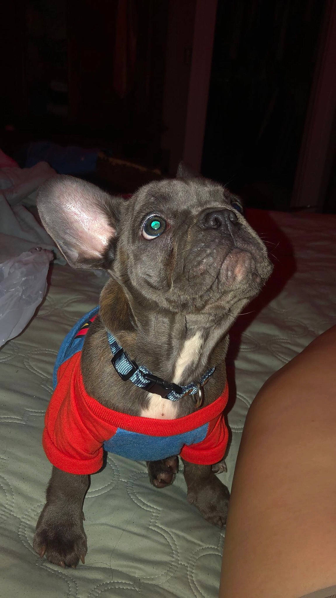 Valentino joined the competition — help win amazing prizes! american_pit_bull_terrier, canidae, carnivore, dog, dog_breed, dog_clothes, dog_collar, fawn, mammal, non_sporting_group, pit_bull, rare_breed_dog, snout, sporting_group, vertebrate