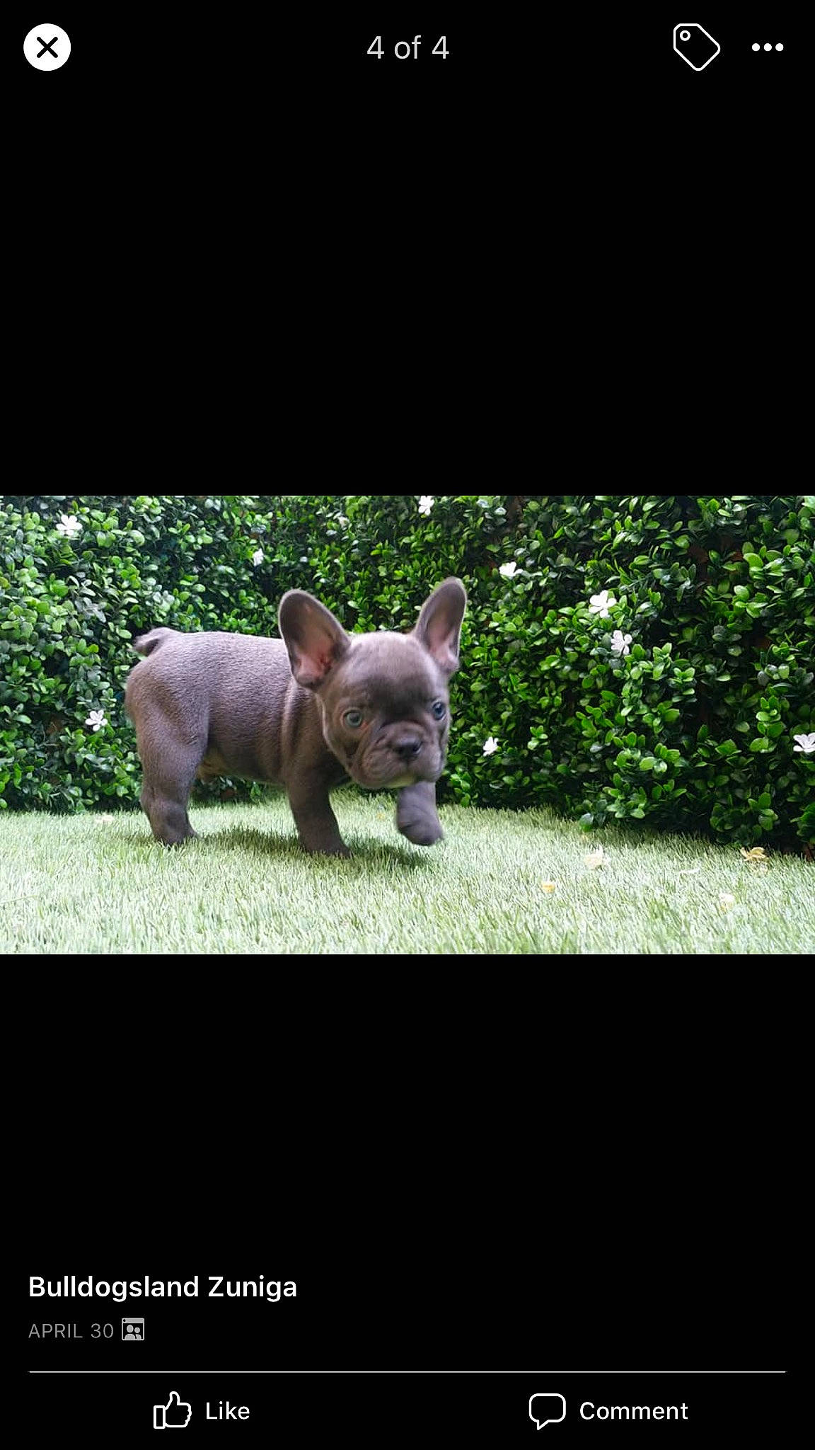 Valentino joined the competition — help win amazing prizes! canidae, carnivore, companion_dog, dog, dog_breed, fawn, french_bulldog, grass, mammal, non_sporting_group, puppy, snout, vertebrate, wildlife