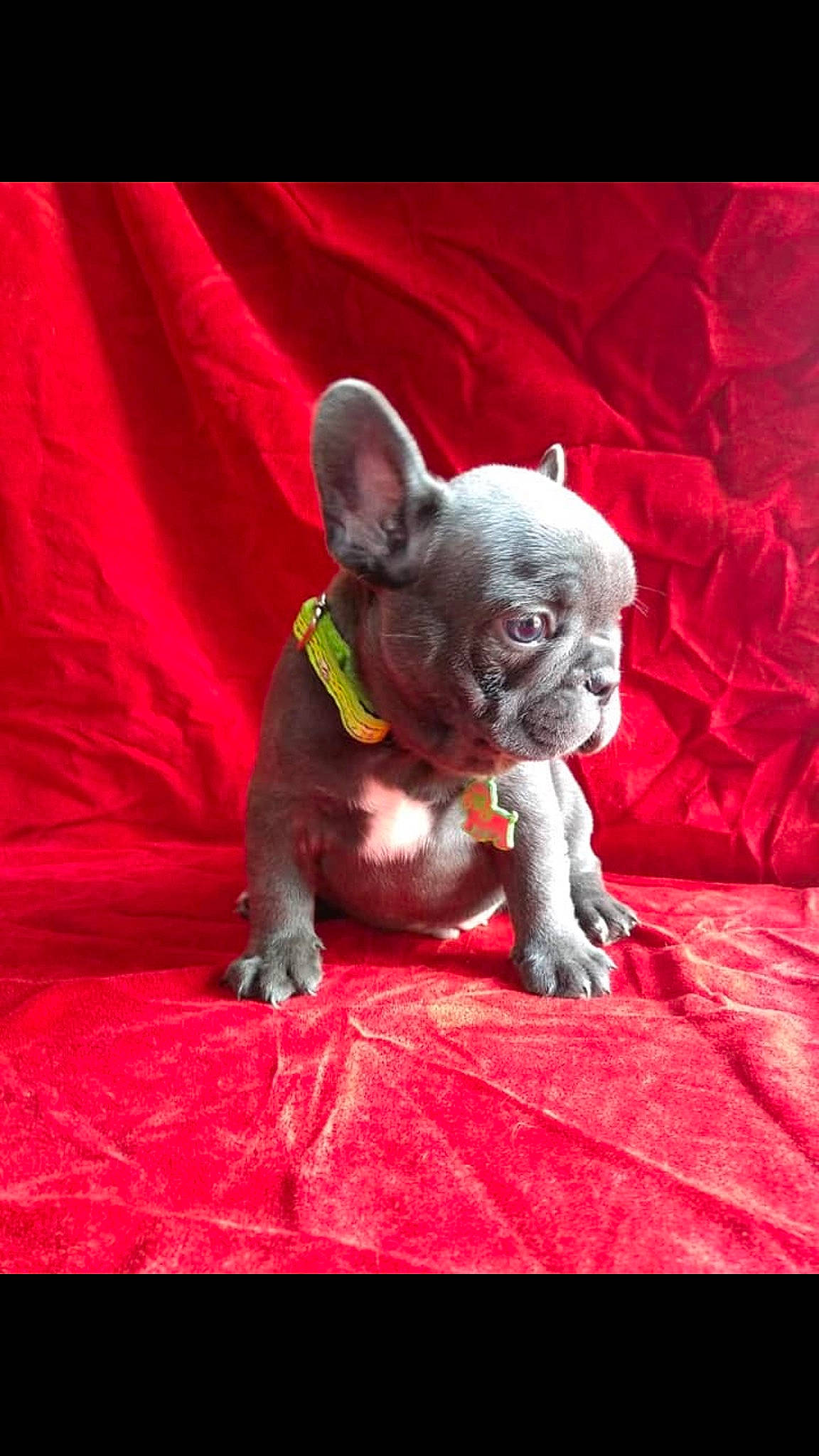 Valentino joined the competition — help win amazing prizes! canidae, carnivore, companion_dog, dog, dog_breed, donskoy, fawn, french_bulldog, mammal, non_sporting_group, snout, toy_bulldog, vertebrate