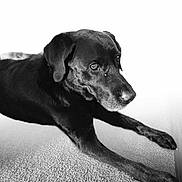 Rocky joined the competition — help win amazing prizes! dog, black_dog, lying_down, carpet, indoor, pets, animal, portrait, monochrome, black_and_white, fur, canine, close_up, looking_away, resting, domestic_animal, companion, pet, floor, animal_portrait