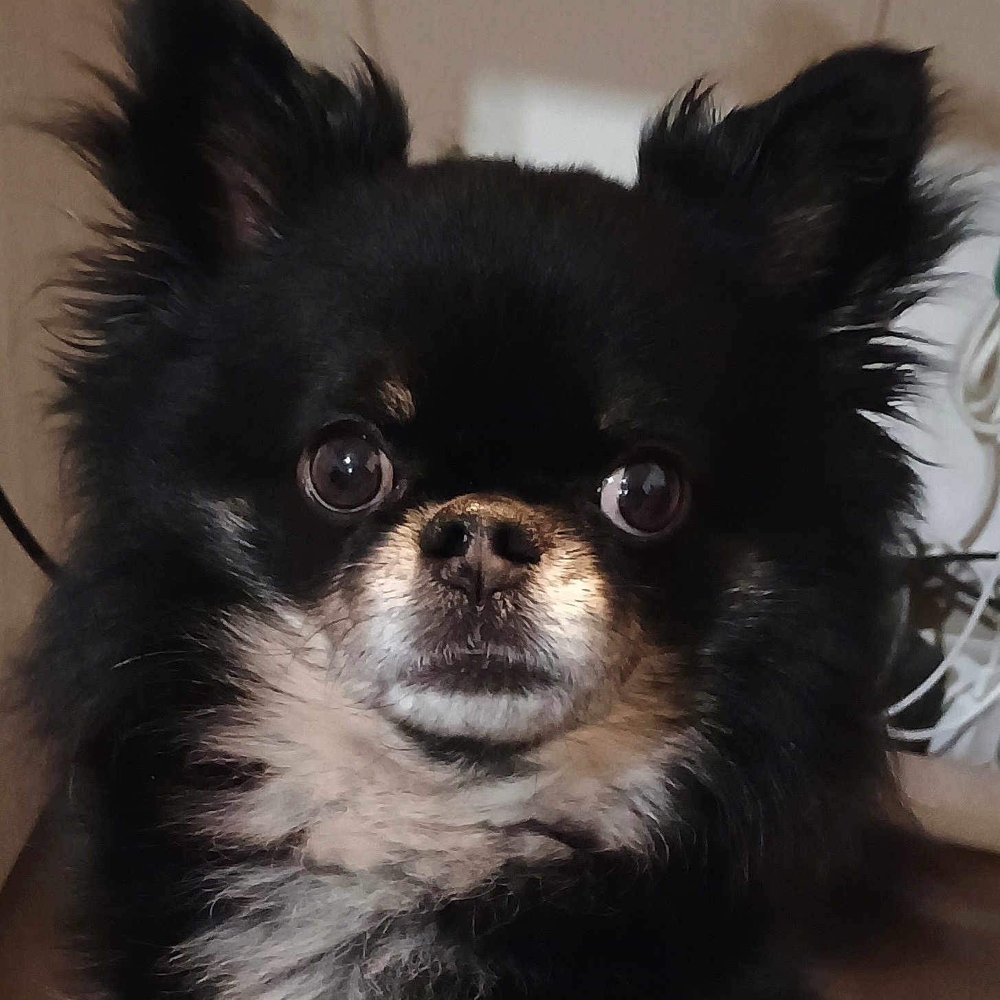 Oky a rejoint le concours — aidez-le/la à gagner de superbes lots ! affenpinscher, animal, bodypart, canine, chihuahua, cockerspaniel, dog, eskimodog, mouth, papillon, person, pet, puppy, snout, terrier
