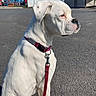 blue_sky, boxer, building, collar, daylight, dog, leash, outdoor, parking_lot, pavement, pet, portrait, red_leash, shop, short_hair, sitting, storefront, street, sunny, white_dog