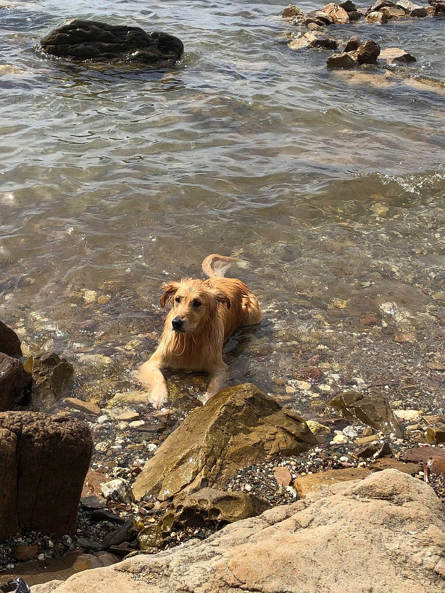 Elly a rejoint le concours — aidez-le/la à gagner de superbes lots ! bank, beach, bedrock, carnivore, coast, coastal_and_oceanic_landforms, dog, dog_breed, fawn, geology, lake, landscape, rock, sand, shore, soil, water, watercourse, wood, working_animal