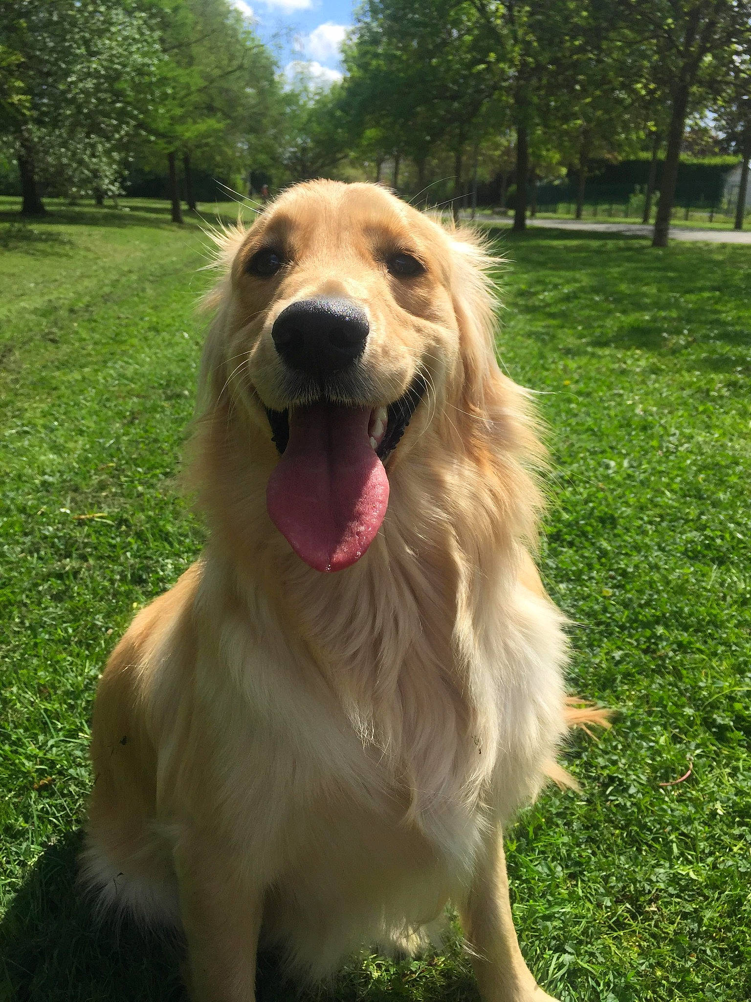 Elly participe au concours pour gagner de l'argent avec cette photo : canidae, carnivore, cloud, companion_dog, dog, dog_breed, fang, fawn, grass, happy, jaw, plant, retriever, sky, snout, sporting_group, tree, whiskers, working_dog, yawn