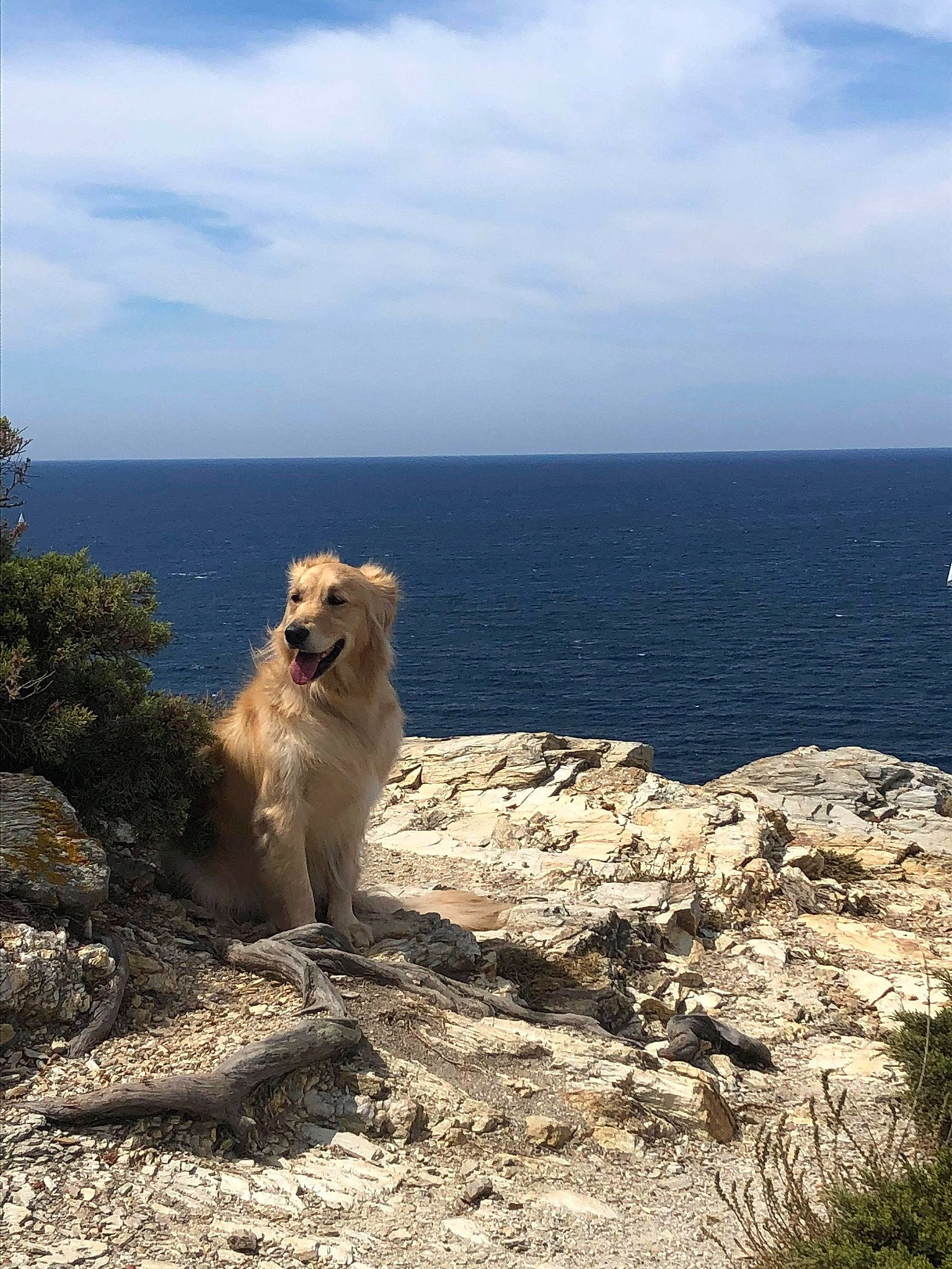 Elly a rejoint le concours — aidez-le/la à gagner de superbes lots ! adventure, canidae, carnivore, cloud, companion_dog, dog, dog_breed, fawn, headland, horizon, lake, landscape, plant, retriever, rock, sky, sporting_group, terrain, water, wood