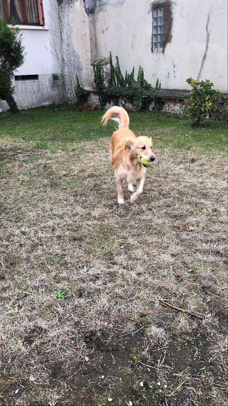 Elly participe au concours pour gagner de l'argent avec cette photo : backyard, ball, canidae, carnivore, companion_dog, dog, dog_breed, door, fawn, garden, grass, gun_dog, plant, retriever, soil, sporting_group, tail, tree, window, yard