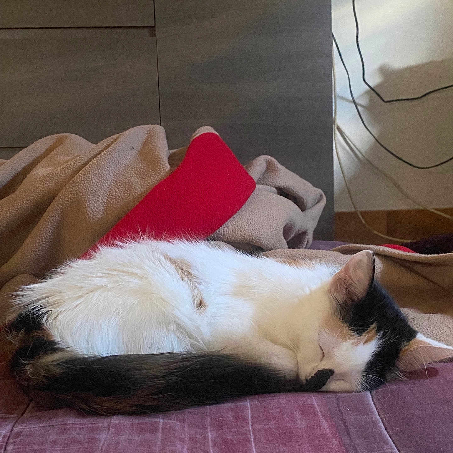 Naza a rejoint le concours — aidez-le/la à gagner de superbes lots ! bed, bedroom, blanket, blanket_fold, calico, calm, cat, cord, cozy, domestic_pet, dresser, fur, indoor, pet, pillow, resting, sleeping_cat, soft_texture, tail, whiskers