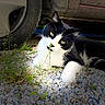 animal, black_and_white, car, car_wheel, cat, closeup, curious, grass, gravel, green_eyes, outdoor, paw, pet, plant, resting, shadow, sunlight, tuxedo_cat, undercarriage, whiskers