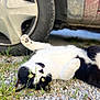 Benzema participe au concours pour gagner de l'argent avec cette photo : cat, black_and_white_cat, feline, pet, green_eyes, paw, gravel, pebbles, car, tire, hubcap, grass, weeds, lying_on_back, playful, whiskers, outdoor, close_up, resting, driveway